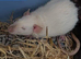 4 Female Rats Available