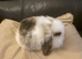 Mini lop litter ready 31st October