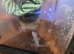 Scotts reptile rescue