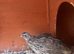 Japanese quails
