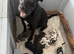 Cane corso puppies