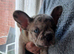 Beautiful merle male frenchie