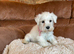 Miniature schnauzer puppies