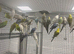 Stunning Various Baby Budgies