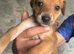 Saluki bull greyhound (lurcher) puppy&rsquo;s
