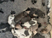 Whippet Puppies For Sale