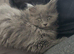 Beautiful Persian blue baby
