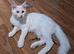 XL Pedigree Maine Coon boy in Manchester