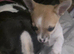 8 week old female Chihuahua