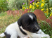 Jack Russell Dog Puppy
