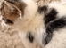Beautiful British shorthair kittens for sale