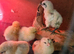 Chicks and chickens
