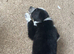 Cute girls collie pups
