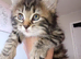 Norwegian forest cat mix