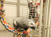 Male tame