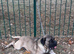 Selling my 2 year old male cane corso