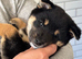 Champion line female Shiba Inu puppy