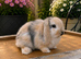 Minilop bunnies- Updated(02/08/26)