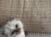 Ragdoll kittens born 10/07/26