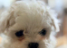 ASIAN TOY MALTIPOO