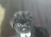 Yorkshire terrier x Cairn terrier yorkie