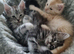 Beautiful GCCF registered maine coon kittens