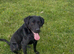 Part trained 4 year old male