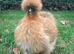Silkie hens for sale