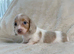 Kc miniature long haired dachshunds