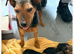 Border x Lakeland pups for sale