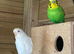Hand reared budgies