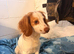 Lovely male cocker spaniel