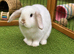 Female rabbit for sale