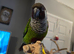 Parley conure for rehome