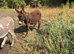 Mediterranean donkey Jack foal