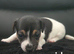 Minture jack russel