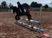 12h kind Appaloosa cob mare