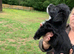 Very friendly yorkiepoo boy pups
