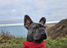 Pati's Prestige Pups- KC registered French Bulldog puppies