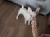 Beautiful french bulldog puppy