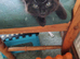 Kittens for sale