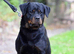 World Class Old School Type (health tested bloodlines)