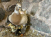 Indian runner family, female Duck & her 8 ducklings