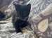 Black and white kittens
