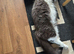 Mink ragdoll kittens due 12th of July