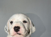 QUALITY DALMATIAN PUPPIES