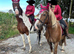 16.3 Skewbald Anglo European Mare