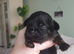 Shichi puppies