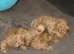 Beautiful Red Toy Poodle Puppies
