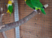 Green Thighed Caiques